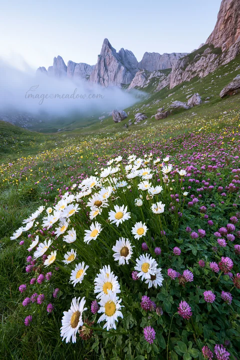 A colorful daisy meadow sits at the foot of mountains. The sky is overcast, and mist envelops the peaks. Various flowers bloom in the foreground, creating a vib