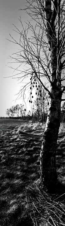 A tree in a meadow during Easter. The tree has colorful eggs hanging from bare branches. The background features a grassy field and distant trees.