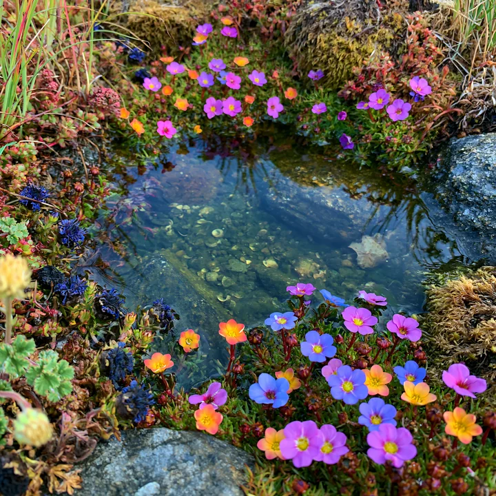 Colorful flowers bloom around a small pond on a remote island.