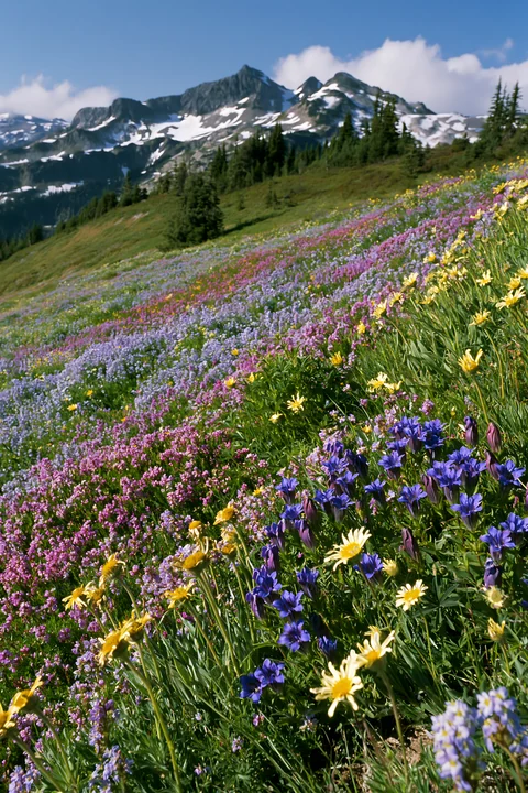 Various flowers bloom in a lavender meadow with mountains in the distance. The vibrant colors create a lively scene during a clear day in the natural landscape.