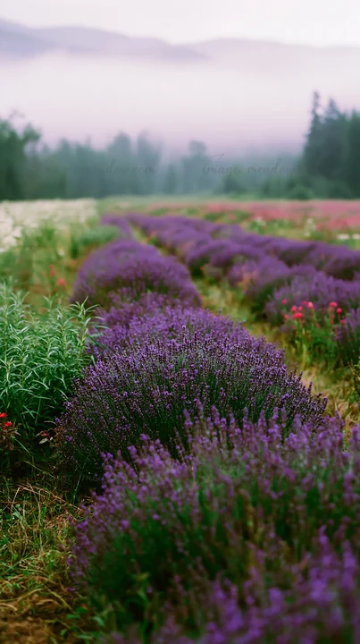 Lavender plants grow in rows on a sunny day in a colorful meadow. Various flowers add vibrant colors, while greenery creates a natural scene. This view showcase
