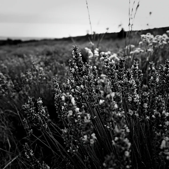 A meadow filled with lavender flowers and green grass. The flowers are in full bloom, creating a vibrant setting in a rural area during daytime. The natural lan