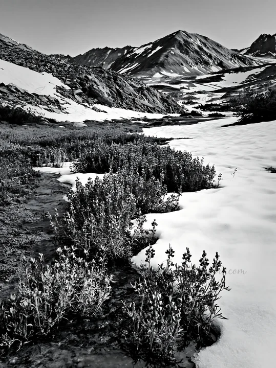 A meadow filled with vibrant lupine flowers stretches across a mountain valley. Snow-capped peaks rise in the background. Spring sunlight brightens the landscap
