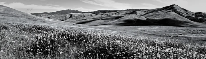 Lupine flowers cover the meadow in various colors. Hills rise in the background, and a clear sky stretches above. This scene captures the beauty of nature in a