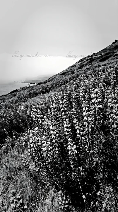 Lupine flowers grow in a meadow on a hillside. The scene captures the lush plants reaching toward the sky with the ocean in the background under a soft light. T