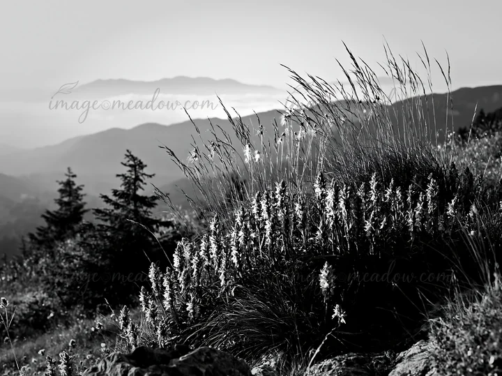A meadow filled with colorful orchids stretches across a mountainside. The sun shines down, illuminating the flowers and creating a vibrant landscape. Trees and