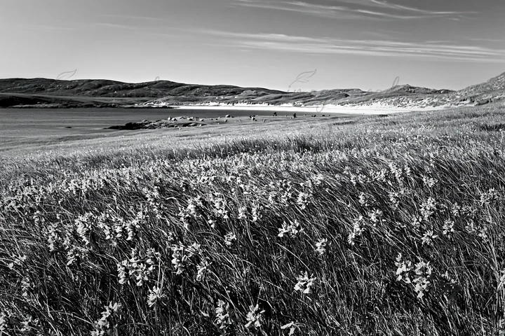 A colorful orchid meadow stretches across a green field by the beach. The shoreline meets calm blue water under a clear sky with scattered clouds. Presented as