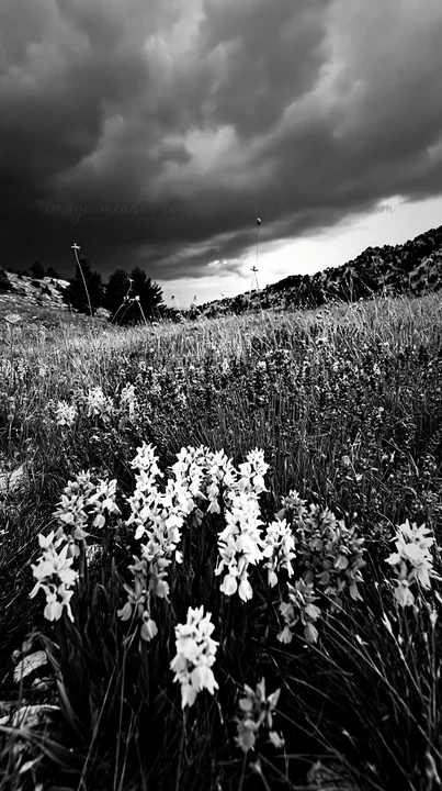 A vibrant meadow filled with various orchids displays shades of pink and purple. Dark clouds loom above, hinting at impending rain. Presented as a premium high-