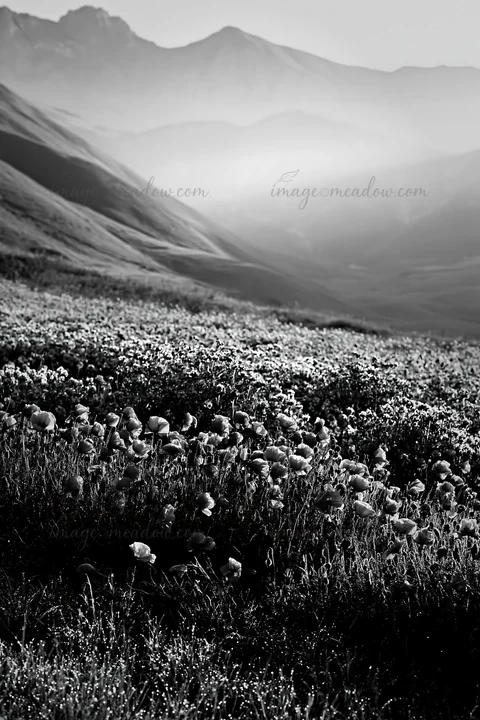 A colorful poppy meadow with red flowers in the foreground, surrounded by purple blooms and rolling hills. Morning mist creates a soft ambiance in the backgroun