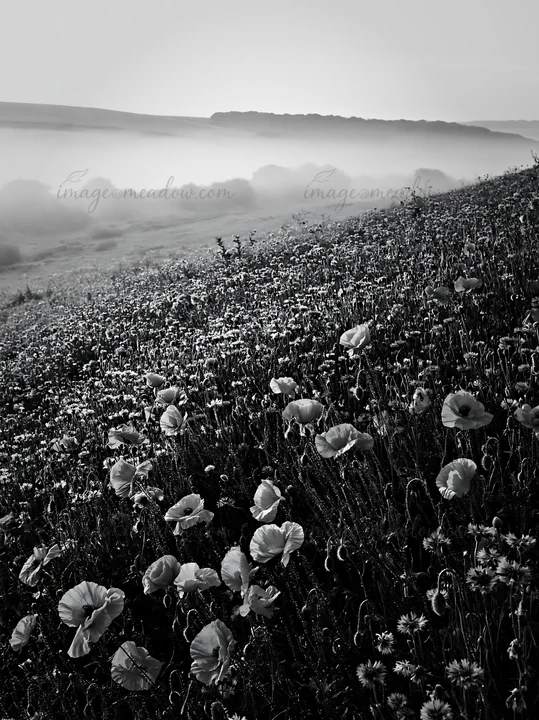 A meadow filled with vibrant poppies stretches across the landscape. The flowers stand out against the soft mist hovering over rolling hills. The scene captures