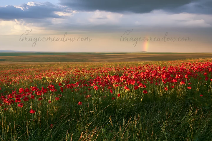 A vast field filled with bright poppy flowers stretches toward the horizon. The sun begins to set, casting a warm light, while a rainbow appears in the backgrou