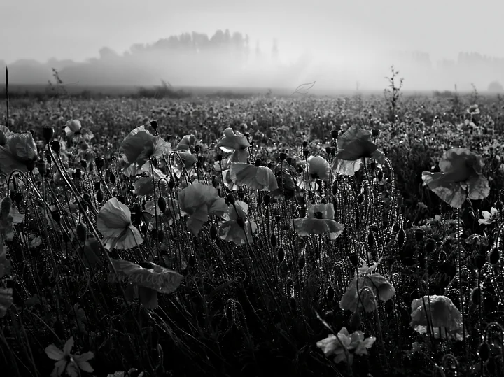 A field of poppies is visible in the early morning with dew glistening on the flowers. A mist covers the background, creating a subtle atmosphere as the sun ris