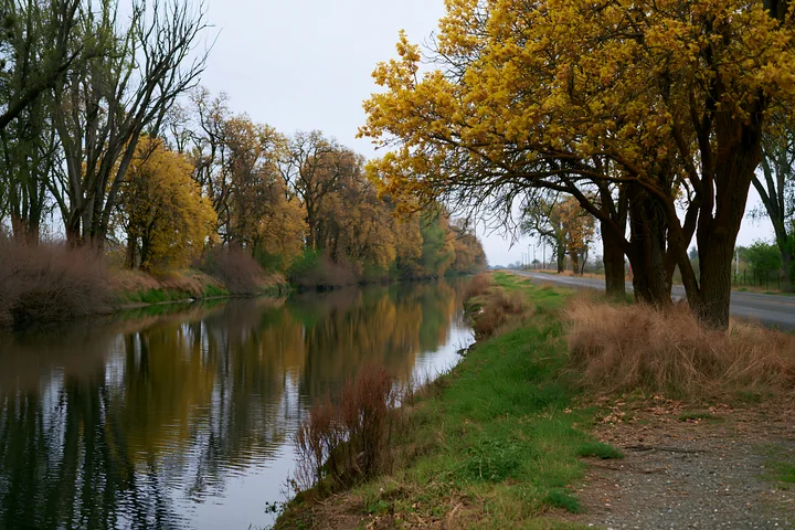 Colorful spring trees along a country road create a scenic view.