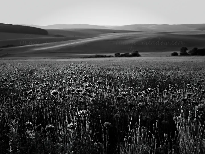 A cornflower meadow in black and white, with hills in the background. The landscape features tall flowers swaying in the wind under a fading light, creating a w