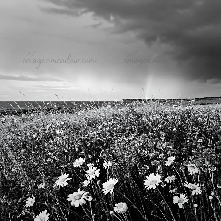 A field filled with cornflowers and daisies stretches under cloudy skies near the ocean. The vibrant flowers cover the landscape, creating a colorful scene befo