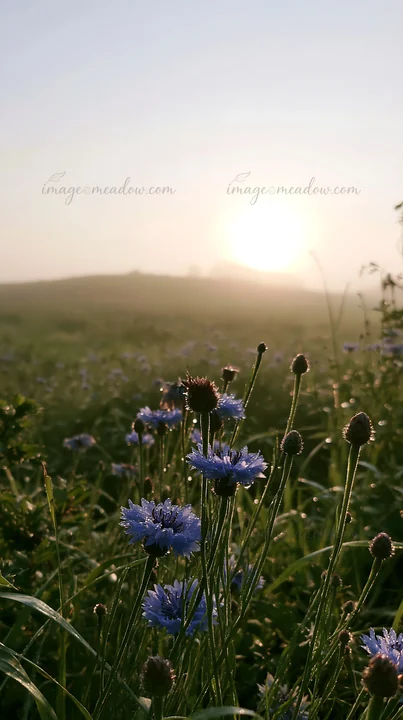 A cornflower meadow fills the scene during sunrise. The sun rises behind distant hills, creating a soft glow. Dew rests on the flowers, highlighting their blue