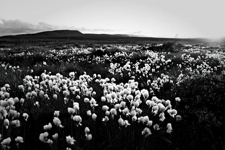Cottongrass grows abundantly in a meadow, illuminated by soft sunlight. The landscape features rolling hills in the distance, creating a natural habitat for loc
