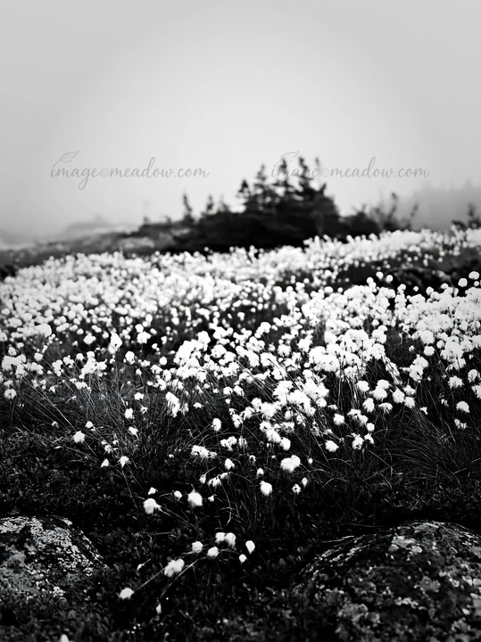 A cottongrass meadow stretches across the landscape, covered in dense white tufts. The scene is set in a foggy environment, with dark rocks visible in the foreg