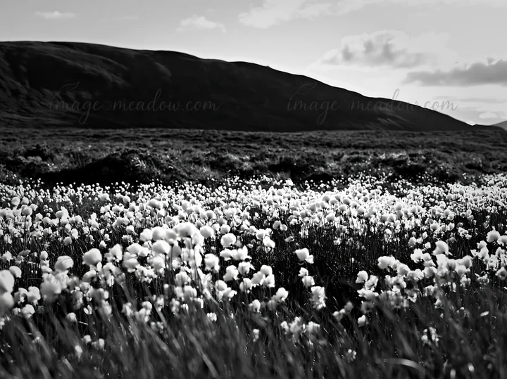A field of cottongrass blooms across the landscape. The area is marked by scattered white tufts against a backdrop of rolling hills. The scene captures a monoch