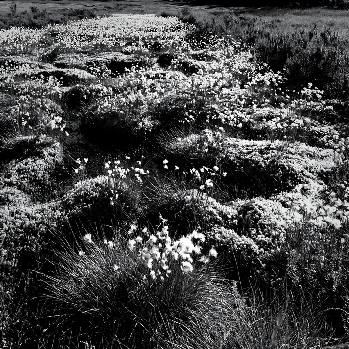 The scene shows a cottongrass meadow filled with white flowers under soft light. The landscape reveals clusters of grass and flowers, creating a textured ground
