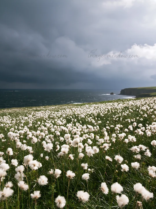 A field of cottongrass glows against the stormy sky and ocean view. The waves crash gently at the shore, creating a contrast with the bright, fluffy plants.