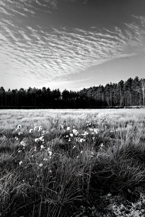 Cottongrass grows in a meadow with scattered clouds above. The scene shows a mix of grass and small white flowers set against a backdrop of trees. This location