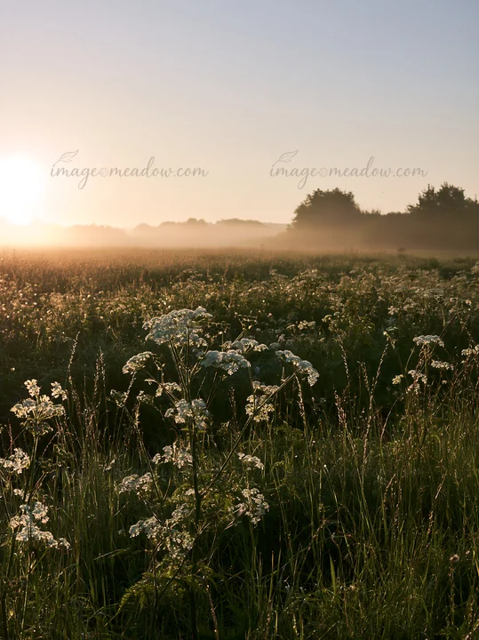 A cow parsley meadow is illuminated by morning sunlight. The scene captures the plants and fields in the soft glow of dawn, with trees visible in the background