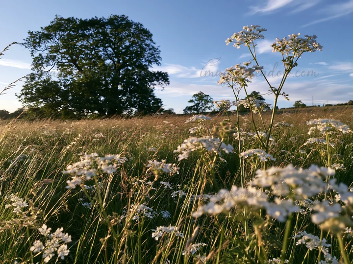A meadow filled with blooming cow parsley under a blue sky. Tall grasses sway in the breeze, and trees are visible in the background. The setting shows a sunny