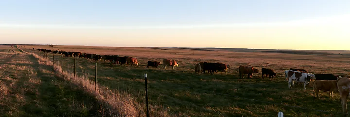 Cows grazing peacefully in a sunlit pasture among wide fields at sunset.