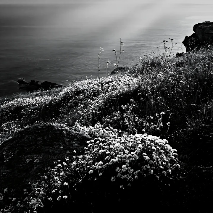 Crepuscular rays illuminate a meadow filled with flowers near the ocean. The scene shows lush grass and rocky terrain, capturing a moment during the day with a