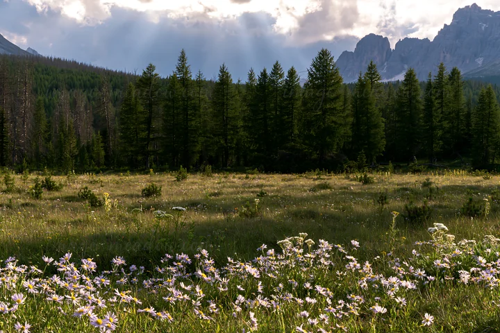 Sunlight streams through clouds, creating crepuscular rays that light up a meadow filled with wildflowers and surrounded by trees and mountains.