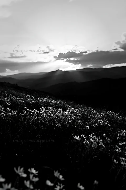 Yellow flowers fill a meadow under crepuscular rays as the sun sets behind distant mountains, creating a scenic view. The sky features clouds and a colorful sun