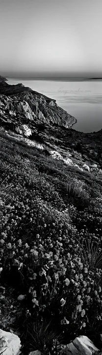 A vibrant meadow filled with red flowers overlooks the Adriatic coast. The rocky landscape leads to calm waters under a colorful sky at sunset. Presented as a p