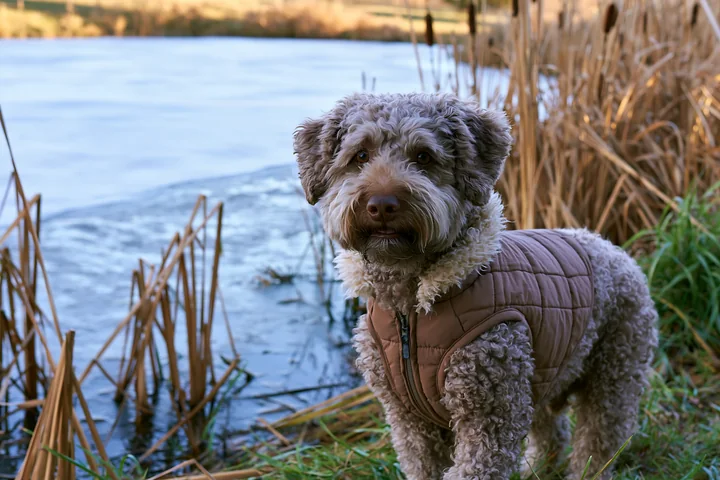Curly-coated dog in a brown winter coat standing beside a frozen pond and reeds