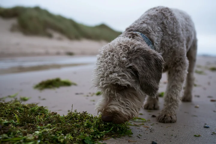 Curly-coated dog sniffing seaweed on wet sand beside a seaside shoreline and grassy dunes.