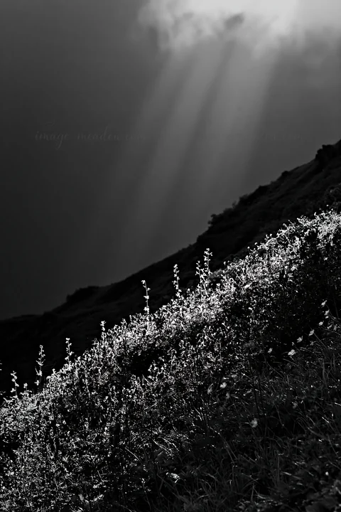 Light rays stream down onto a vibrant alpine meadow in Daisetsuzan, illuminating clusters of colorful flowers on a green hillside. The scene captures the natura