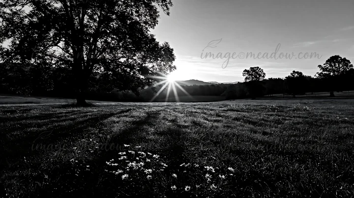 Sun rays shine through tree branches in a meadow filled with daisies. The grass glows under the early morning light, creating shadows on the ground. The scene c