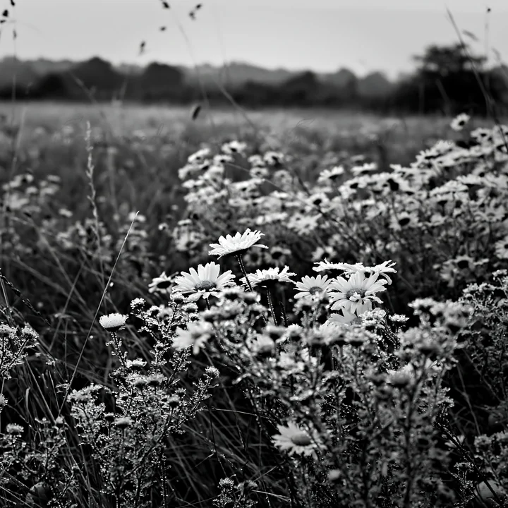 A field filled with white daisies and other wildflowers in an apple meadow. The scene is captured in black and white, showcasing the natural beauty and texture