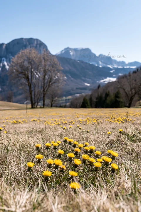 A field of dandelions blooms in an orchard meadow with mountains in the background. Trees stand nearby against a bright blue sky. The scene is set in spring.