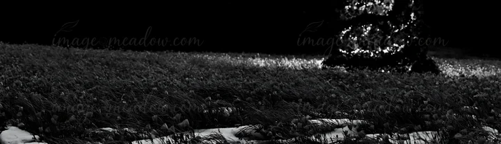 A decorated Christmas tree stands shining in a snowy meadow under lights. The scene captures the winter atmosphere with snow covering the ground and dark surrou