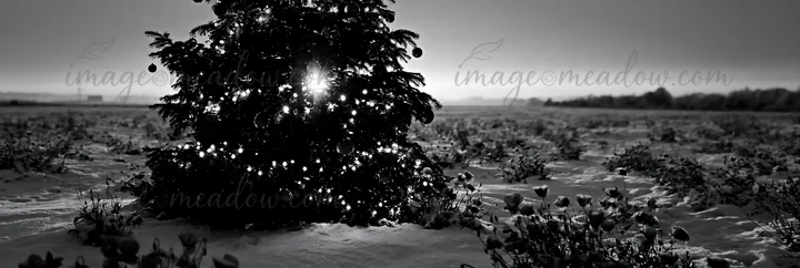 A decorated Christmas tree stands in a snowy meadow, illuminated by lights during the night. The surrounding landscape is covered in a blanket of snow, creating