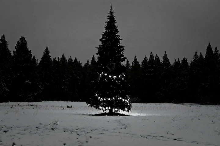 A decorated Christmas tree stands alone in a snowy meadow, surrounded by dark woods. The tree is lit with bright lights, contrasting with the white snow and the