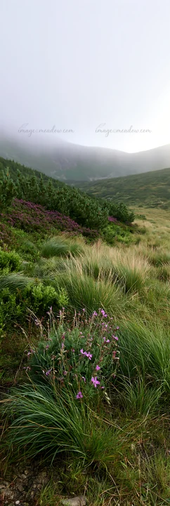 A dewy meadow is seen in the mountains with wildflowers growing among the grasses. Fog covers the mountains in the background during early morning hours, creati