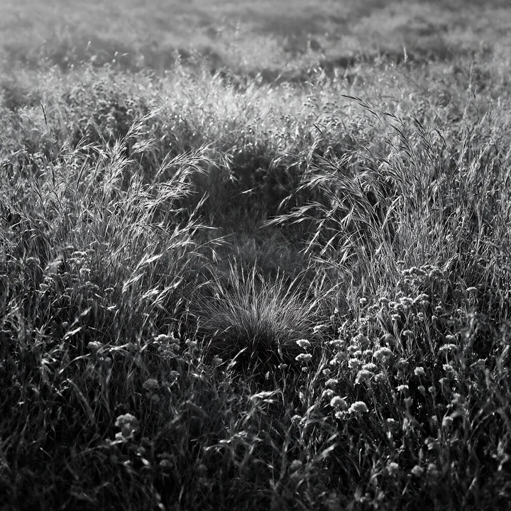Golden grasses and wildflowers fill the drought-tolerant meadow under soft sunlight. The scene shows delicate blooms scattered among the tall grass. Presented a