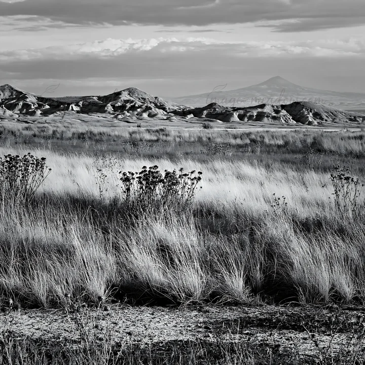 A vast expanse of dry grasses covers the ground, with scattered plants amidst a backdrop of distant hills under a cloudy sky. The scene highlights a natural set
