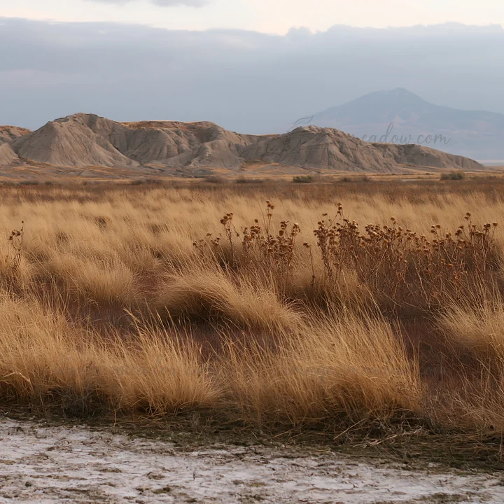 A meadow shows dry grasses under a cloudy sky. The landscape features brown and yellow hues with distant mountains in the background. The scene represents a dry