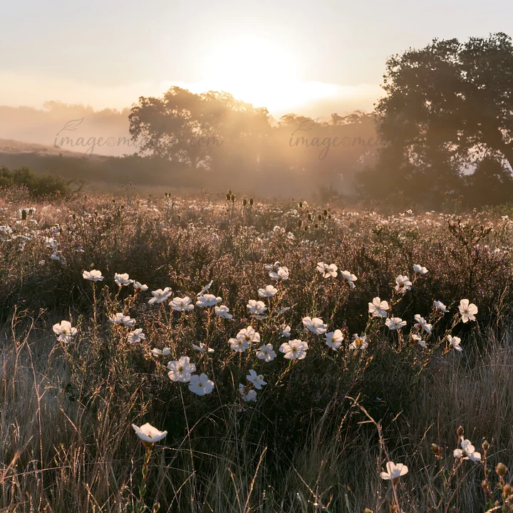 A drought-tolerant meadow features white wildflowers blooming in the early morning light. The sun rises behind the trees, creating a warm glow over the landscap
