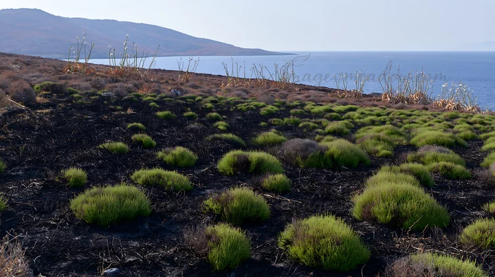 A landscape shows a drought-tolerant meadow by the sea. Green plants grow among dry soil and burnt patches. The coast is visible in the background with hills in