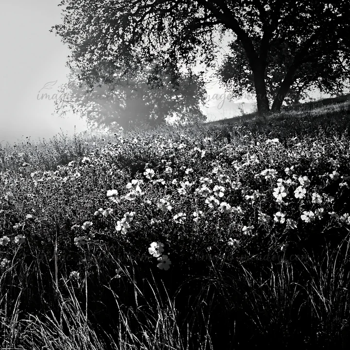 A drought-tolerant meadow showcases wildflowers blooming among tall grasses. A tree provides shade as early morning light filters through mist in the background