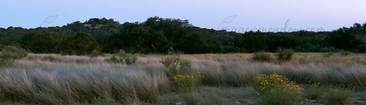 A drought-tolerant meadow shows tall grasses and wildflowers under evening light. The background features hills and trees, creating a natural landscape.